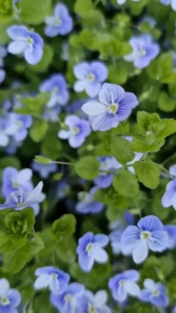 Красата #цветы #незабудка смотреть онлайн