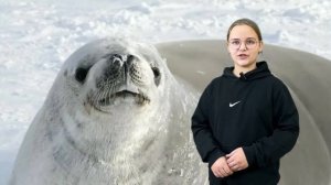 Всё о тюленях // Виды, повадки, среда обитания