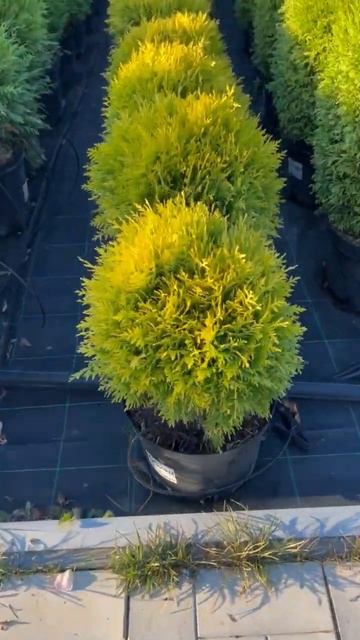 Туя западная Mirjam (Мириам) смотреть онлайн