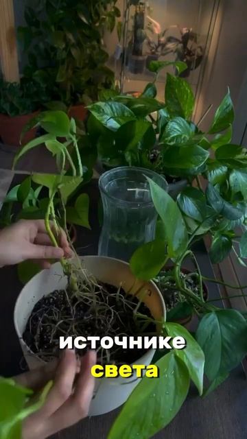 Любая комната их достойна! #комнатныецветы #комнатные? смотреть онлайн