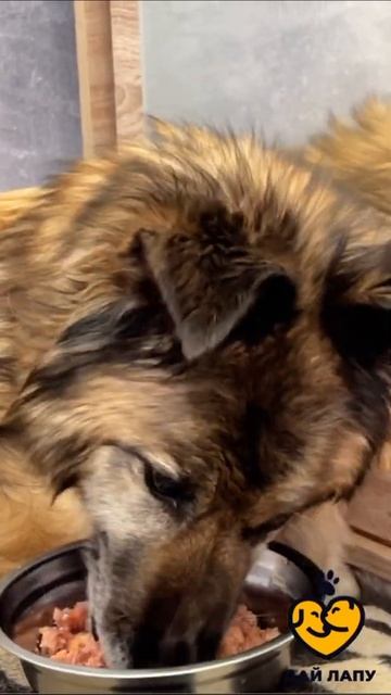 Спасибо за влажный корм для больных и пожилых собак смотреть онлайн