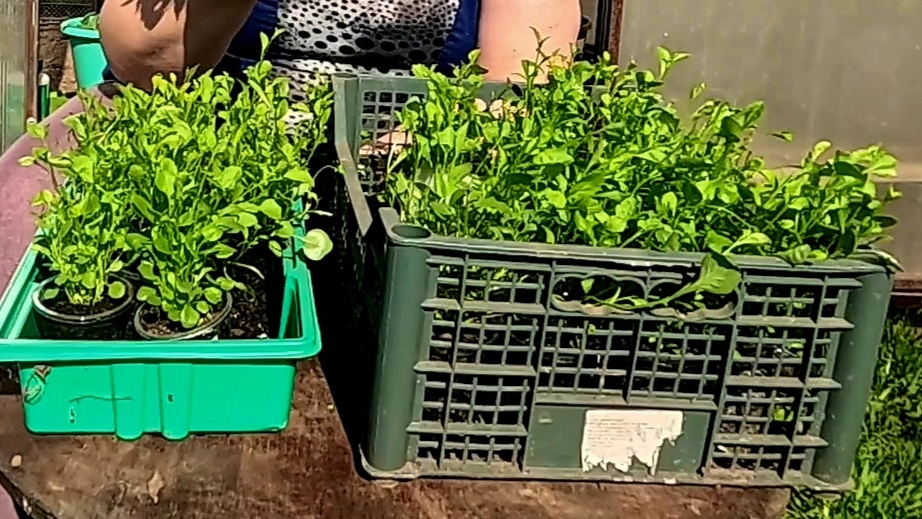 Сажаю лобелию в кашпо!! Отличная рассада!! смотреть онлайн