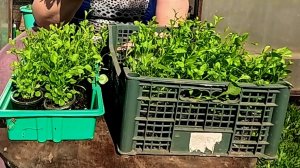 Сажаю лобелию в кашпо!! Отличная рассада!!