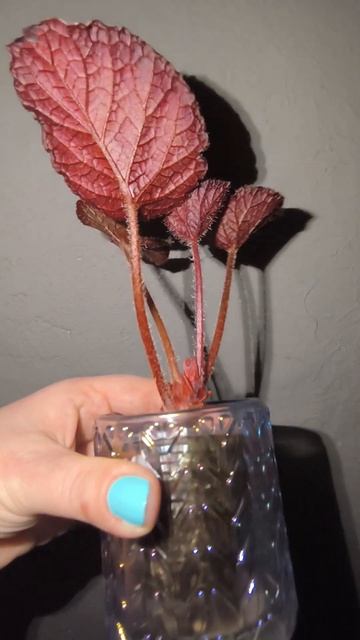 Бегония "Тайская синяя" #plants #беготня #комнатныерастен? смотреть онлайн