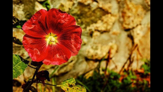 Пион как средство разжижающее кровь, антикоагулянт смотреть онлайн