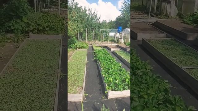 Дача август#розы#второецветение#дача