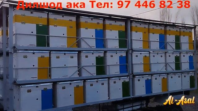 АСАЛАРИЧИЛИК  КОМПЛЕКСИ