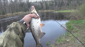 Удочка, река и хороший вечер. Сырть еще клюёт.