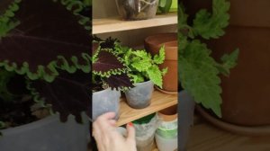 Колеусы. Обзор. Уход.