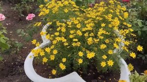 Кореопсис Мутовчатый. Мини Обзор