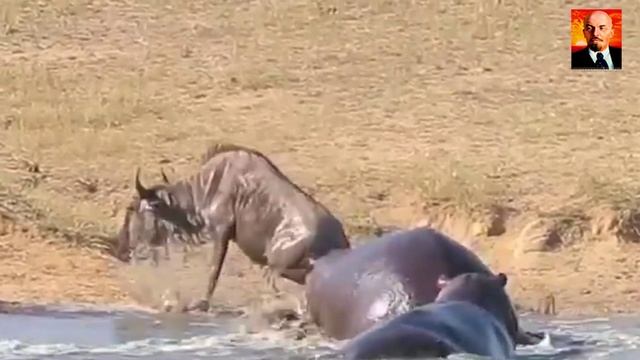 Крокодил в деле. Самые брутальные атаки крокодила на животных и удивительные слу смотреть онлайн
