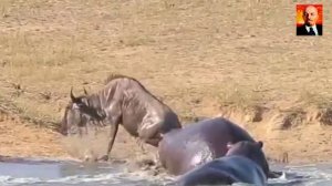 Крокодил в деле. Самые брутальные атаки крокодила на животных и удивительные слу