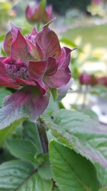Монарда "на пороге" цветения 🌺 # Monarda steht kurz vor der Blüte 🥰 смотреть онлайн