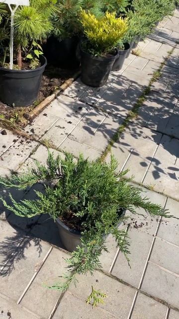 Можжевельник "Принц оф Уельс" смотреть онлайн