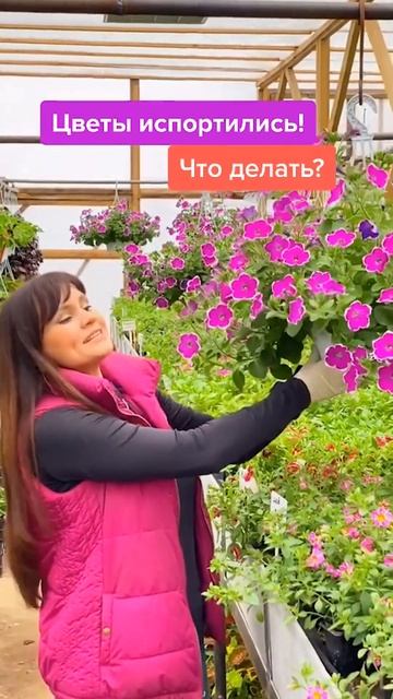 подписывайся на наш телеграмм с секретами о цветах и и смотреть онлайн