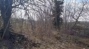 Посадила розы. Продолжаю чистить участок!