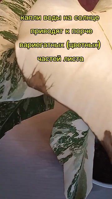 причина порчи вариегатных листьев#комнатныерастения# смотреть онлайн