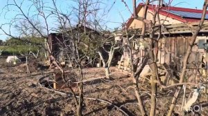 Обрезка и формировка зизифуса