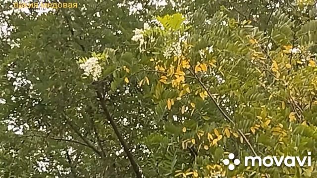 06.08.24 г.Акация цветёт как весной. смотреть онлайн