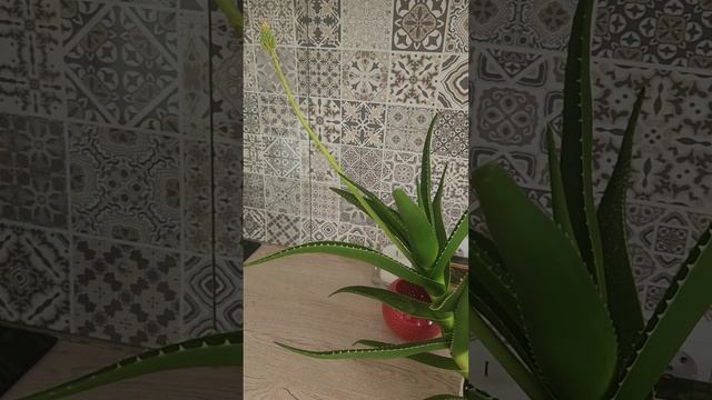 Алоэ-вера в цвету ❤️#алоэвера #алоэцветет #plants #цветыд смотреть онлайн