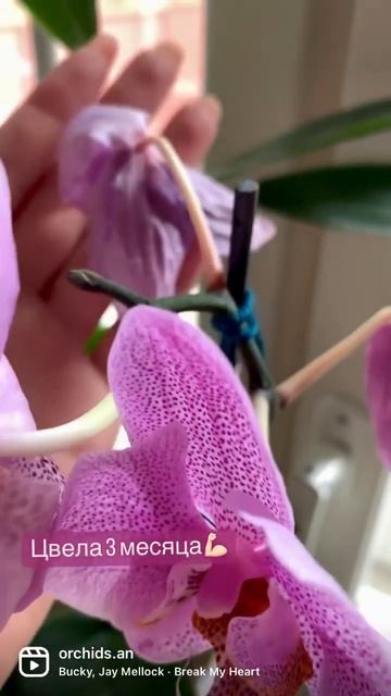 Первое домашнее цветение🌺 #shorts#орхидеи#орхидеидома#о смотреть онлайн