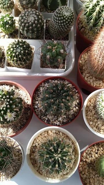 Кактусы, солнце, весна 🤗 смотреть онлайн