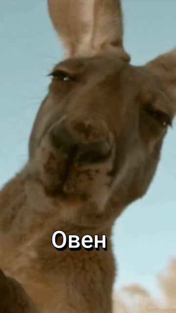 #приколы #гороскоп #овен #кенгуру #натальнаякарта #астрология #астропомощь #астропрогноз #испания