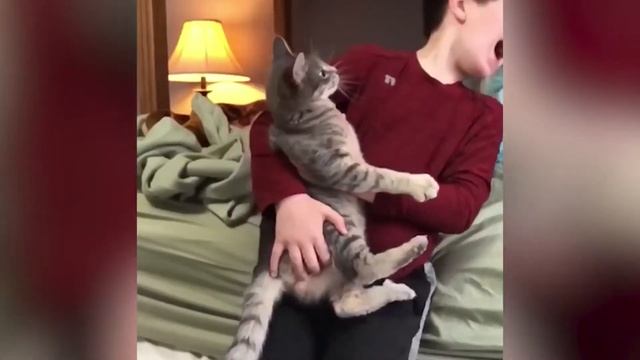 NEW КОТЫ - Смешные кошки 2019 ★ Что кошки будут делать, когда зуд? смотреть онлайн