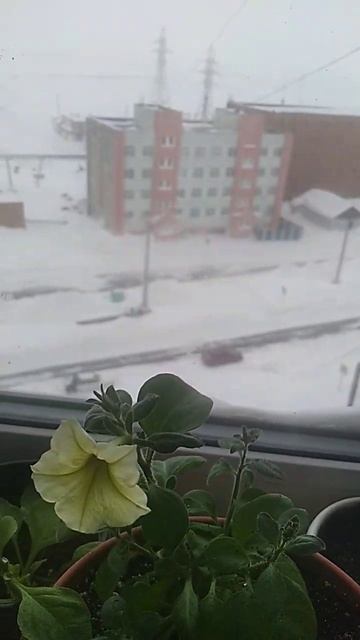 петуния из семян смотреть онлайн