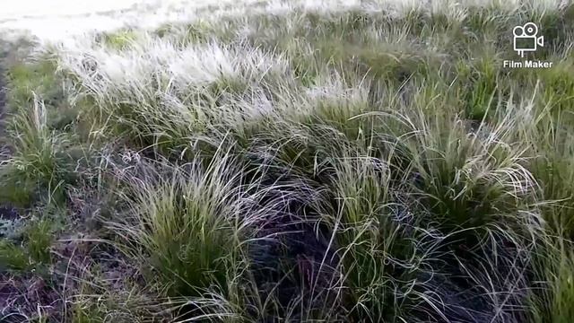 КОВЫЛЬ ЦВЕТЁТ!!!