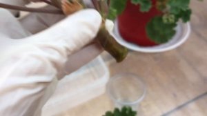 Пеларгония. Укоренение ЮВ Северная Андромеда.