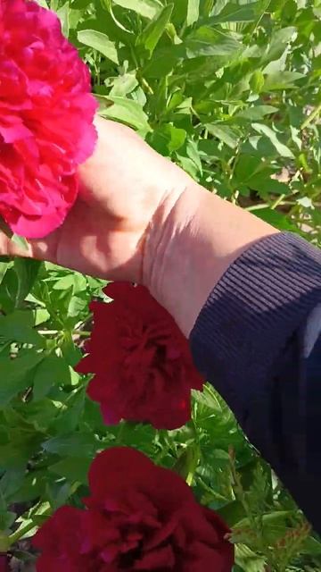 Рано цветущей пион. смотреть онлайн