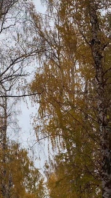 Берёзы желтою резьбой блестят в лазури голубой. И.А.Бу? смотреть онлайн