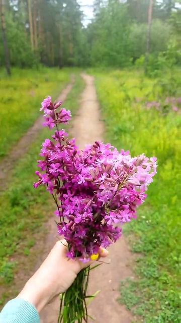 полевые цветы самые красивые🌷🌸🌼🏵️ смотреть онлайн