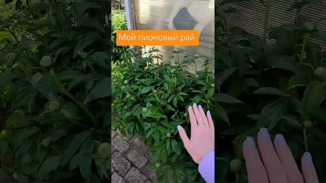 Мой пионовый рай #петуния #пионтковский #дача #сад #цве? смотреть онлайн