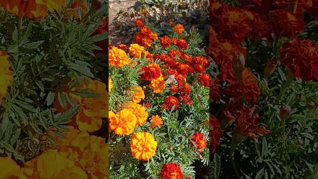 Ставрополь осенний. 20 октября 2023.Бархатцы и летающий б смотреть онлайн