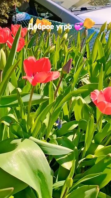 Доброе утро 💞#тюльпаны #природа #релакс #красота #przyroda смотреть онлайн