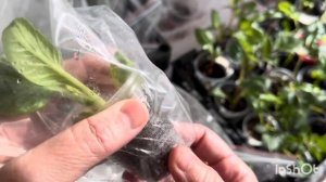 Георгины. Что делать с черенками после появления коре?