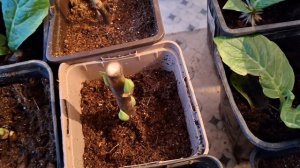 Полив черенков гортензии в зимнее время.