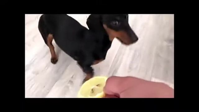 такса собачки смешные видео смотреть онлайн