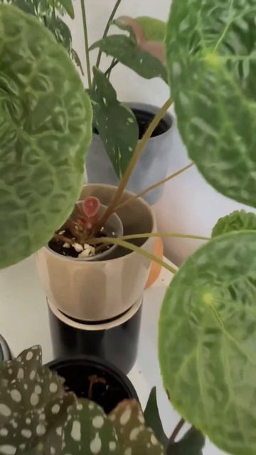 Рождение малыша #бегония #бегонияпутоенсис #begoniaphutoensis смотреть онлайн