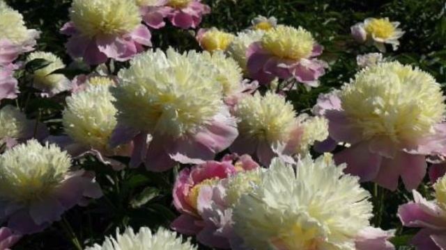 ВЕЛИКОЛЕПНЫЕ ПИОНЫ и САД В ФЕВРАЛЕ / ЦВЕТОЧЕК АЛЕНЬКИЙ смотреть онлайн