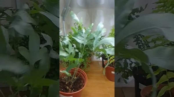 Обзор папоротников. Lecanopteris deparioides, pteris, nephrolepis, phlebotomy, adi