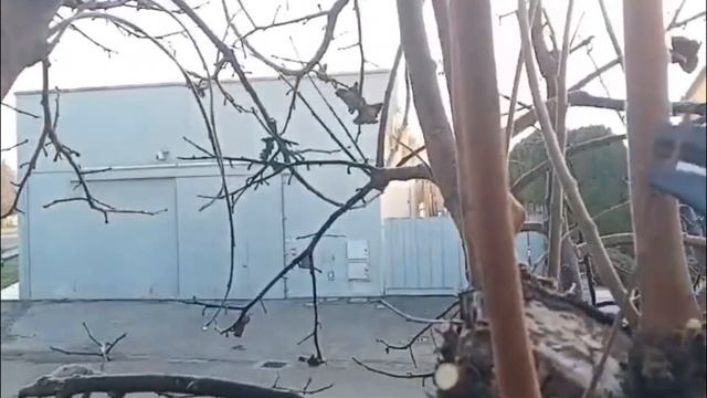 Уроки обрезки Хурмы-как это делать? смотреть онлайн