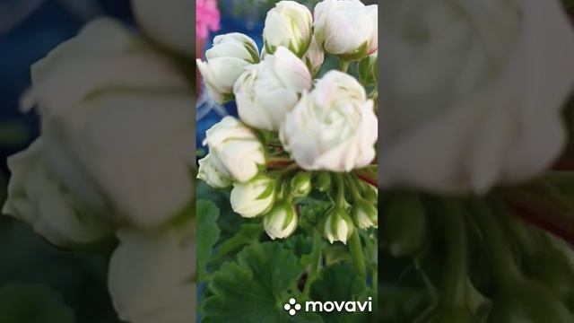 ПЕЛАРГОНИЯ ПРИНЦ ГУСТАВ Г. ЗАРАЙСК смотреть онлайн