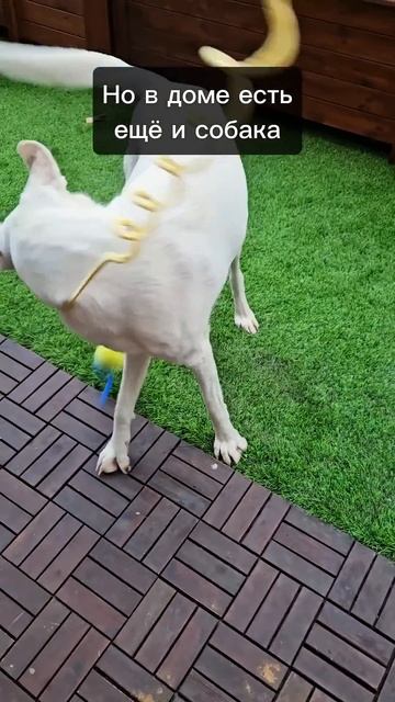 Когда у кота новая игрушка, но в доме есть ещё и собака смотреть онлайн