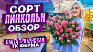Сорт тюльпана Linkoln