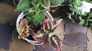 Зебрина, колеус, бальзамин.