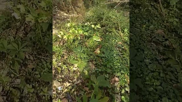 28 марта. "Морозник кавказский" в горах уже отцветат! смотреть онлайн