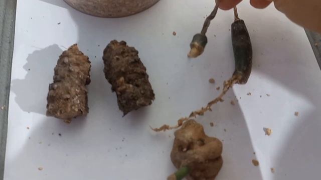 СМОРЩЕННЫЕ, без корней БЕЗНАДЁЖНЫЕ фрагменты замиоку? смотреть онлайн